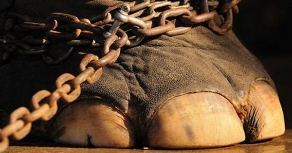 Η Ολλανδία επίσημα απαγόρευσε τη χρησιμοποίηση άγριων ζώων στο τσίρκο (Εικόνες)