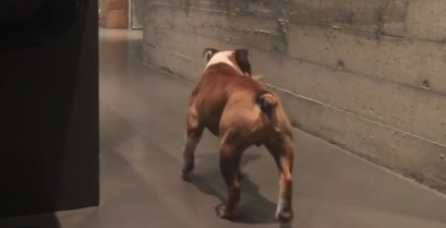 Ο σκύλος που κάνει Moonwalk (Βίντεο)