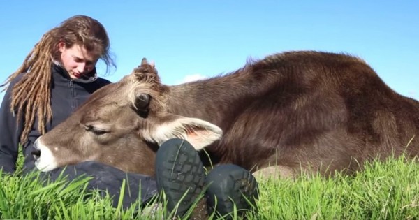Αυτός ο ταύρος κουλουριάζεται με το αγαπημένο του άτομο όπως ακριβώς θα έκανε και ένα σκυλάκι! (Βίντεο)