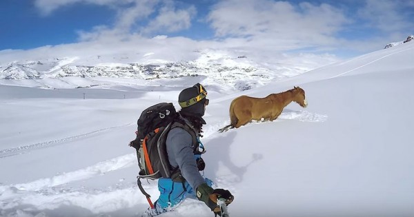 Σνόουμπορντερς σώζουν άλογο εγκλωβισμένο στο χιόνι! (Βίντεο)