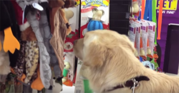 Είπαν σε αυτή τη σκυλίτσα να διαλέξει ότι παιχνίδι θέλει! Η αντίδρασή της; Θα σας θυμίσει τα παιδικά σας χρόνια… (Βίντεο)