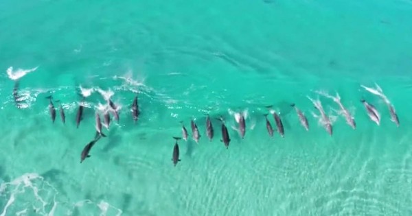 Δελφίνια κολυμπούν ανέμελα στις Αυστραλιανές ακτές και χαρίζουν ένα μαγικό θέαμα (Βίντεο)