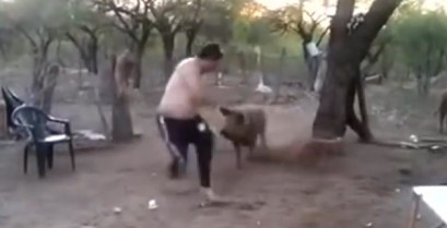 Η μαμά γουρούνα προστατεύει το μικρό της (Βίντεο)