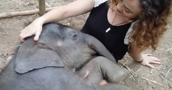Το μήνυμα πίσω από το τρυφερό νανούρισμα του μικρού ελέφαντα (Βίντεο)