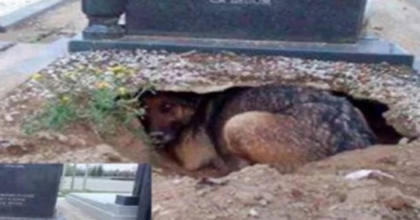 Ο πιο πιστός σκύλος στον πλανήτη – Ζούσε σε λάκκο μέσα…στον τάφο του αφεντικού του! (φωτο)