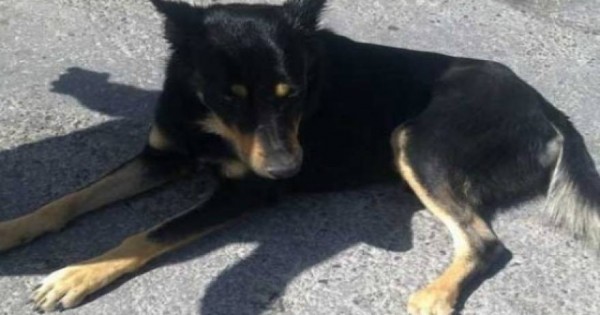 Ηράκλειο: Χαμός στο facebook με τον σκύλο που… μυρίζεται τα τροχαία ατυχήματα [βίντεο]