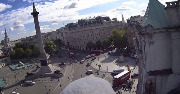 Το Λονδίνο μέσα από τα μάτια του αετού- Πετούσε επί τρεις ημέρες με τη κάμερα στην πλάτη! (φωτό)
