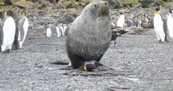 Σαστισμένοι οι επιστήμονες έβλεπαν φώκια να…βιάζει πιγκουίνο! (Βίντεο)