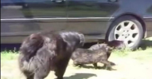 Σκύλοι «ειρηνοποιοί» χωρίζουν γάτες που…τσακώνονται (βίντεο)