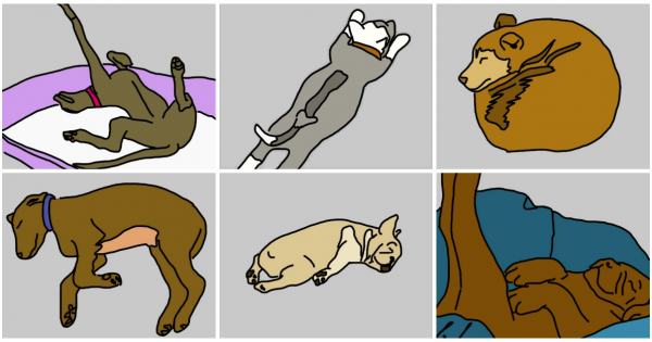 Οι 6 στάσεις ύπνου που αποκαλύπτουν την προσωπικότητα του σκύλου σας (Εικόνες)