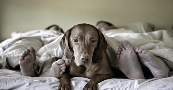 Μοιράζεστε το κρεβάτι με τον σκύλο σας; 5 λόγοι που αυτή η συνήθεια σας ωφελεί!