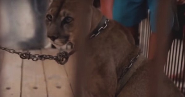Η απελευθέρωση μιας λιονταρίνας μετά από 20 χρόνια αιχμαλωσίας με αλυσίδες! Η Μουφάσα ήταν δεμένη στην καρότσα ενός φορτηγού σε περιφερόμενο τσίρκο (βίντεο)…