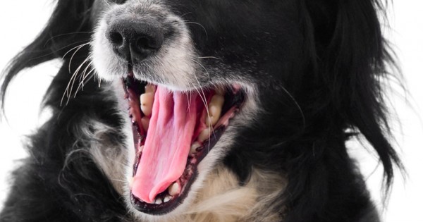Πώς σας ζητούν οι σκύλοι να ηρεμήσετε; (Εικόνες)