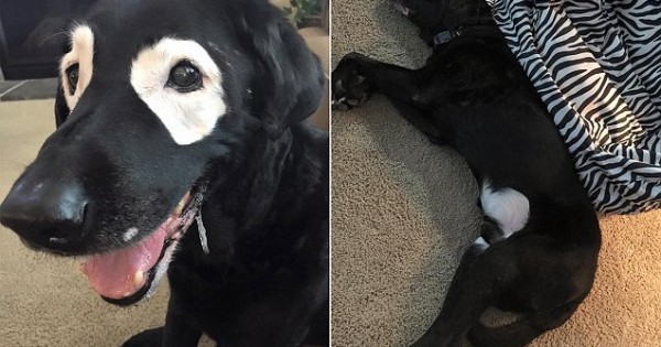 Αυτό το σκυλί με λεύκη έχει μπαλώματα γύρω από τα μάτια του! (Βίντεο)