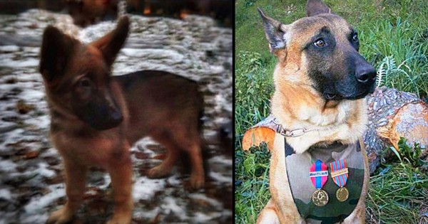 Η Ρωσία δωρίζει κουτάβι στην Γαλλία, για να αντικαταστήσει το ηρωικό σκυλί που σκοτώθηκε στην επιχείρηση της προηγούμενης εβδομάδας (Εικόνες)