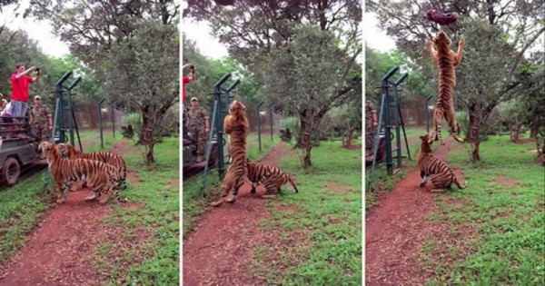 Εκπληκτικό άλμα τίγρης σε αργή κίνηση (Video)
