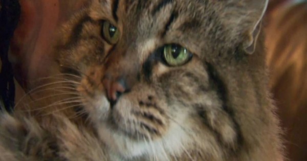 Στο βιβλίο των ρεκόρ Γκίνες ο γηραιότερος γάτος του κόσμου (Βίντεο)