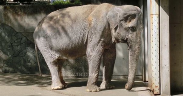 Αυτός ο ταλαιπωρημένος ελέφαντας είναι κλεισμένος σε ένα τσιμεντένιο κελί εδώ και 61 χρόνια. (Εικόνες-Βίντεο)
