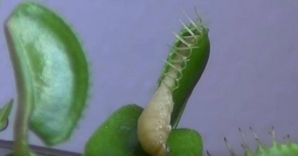 Δείτε πως ένα σαρκοφάγο φυτό κατασπαράζει μια κάμπια (βίντεο)