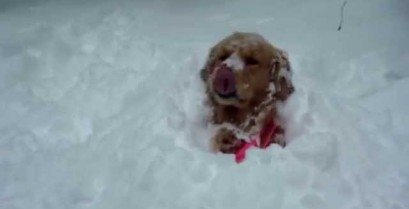 Σκύλοι στο χιόνι (Βίντεο)