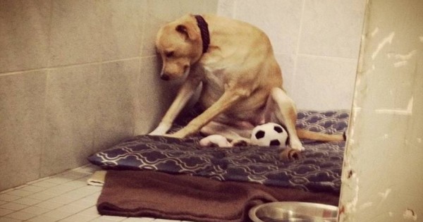 Το πιο θλιμμένο σκυλί στον κόσμο… ψάχνει μια οικογένεια για πάντα (φωτό)