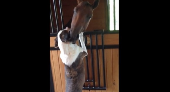 Αυτό το άλογο και το σκυλάκι είναι οι καλύτεροι φίλοι! (Βίντεο)