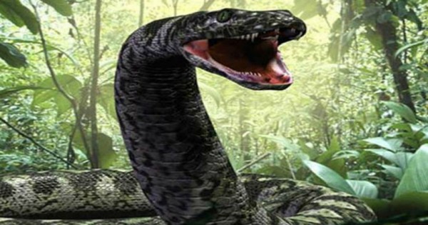 MEDUSA: Το μεγαλύτερο φίδι στον κόσμο που ζει σε αιχμαλωσια (Βίντεο)