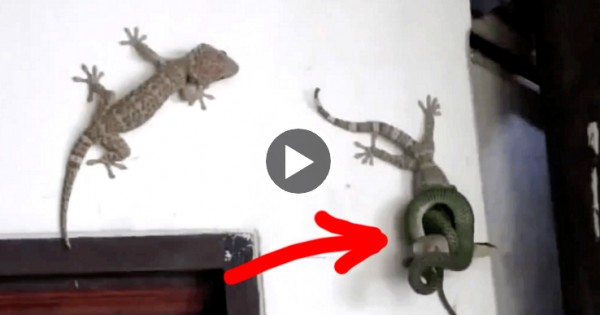 Ένα φίδι ετοιμάζεται να πνίξει μια σαύρα. ΠΡΟΣΕΞΤΕ τι κάνει ο φίλος της! (Βίντεο)