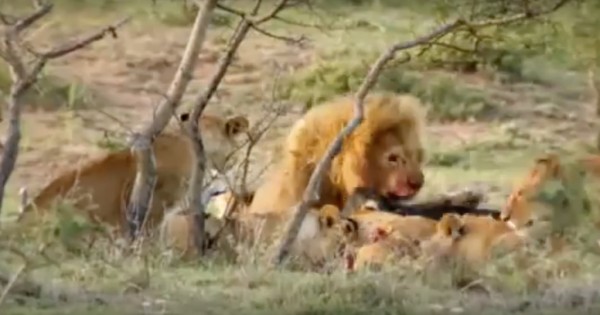 Τρεις άνδρες εναντίον 15 λιονταριών. Άνδρες της φυλής των Maasai στην Κένυα τρέπουν σε φυγή λιοντάρια για να τους πάρουν την τροφή! (Βίντεο)