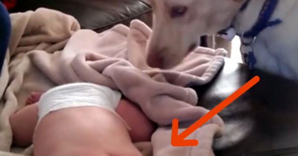 H κάμερα καταγράφει κρυφά τι κάνει το σκυλί όσο κοιμάται το μωρό. Στο 0:04 η καρδιά μας έλιωσε. (Βίντεο)