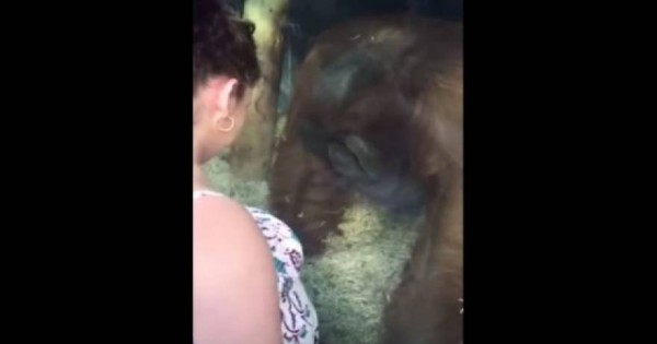 Βίντεο: Έγκυος γυναίκα έβαλε την κοιλιά της στο τζάμι και αυτό που έκανε ο πίθηκος θα σας αφήσει άναυδους!