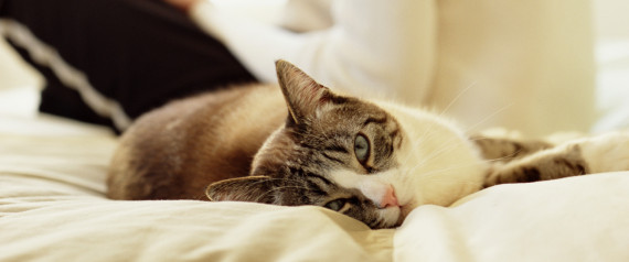 Έχετε γάτα; Διαβάστε τι σημαίνει αυτό για την προσωπικότητά σας (Βίντεο)