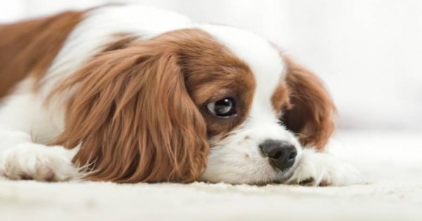 Προσοχή: Κοινή ουσία στις τσίχλες μπορεί να σκοτώσει το σκύλο σας
