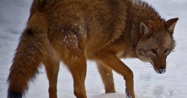 Coywolf: Το νέο υβρίδιο λύκου, κογιότ και σκύλου που βρέθηκε στη Βόρεια Αμερική [φωτό, βίντεο]