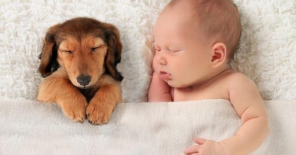 Ο σκύλος προστατεύει τα παιδιά από το άσθμα