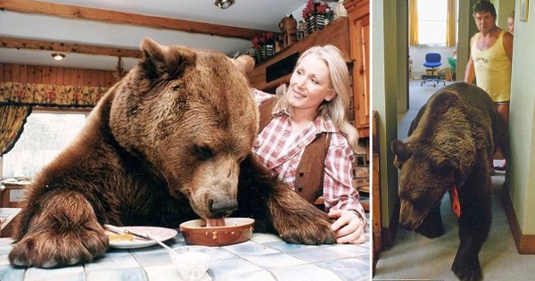 Το ζευγάρι από την Βρετανία που μεγάλωσε μια αρκούδα σαν παιδί τους. (Βίντεο)