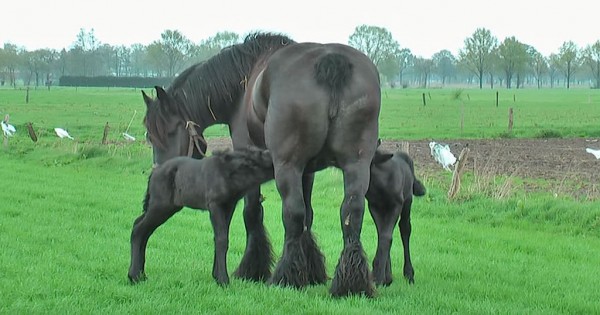 Βελγικό άλογο γεννά δίδυμα και το θέαμα είναι πραγματικά πανέμορφο! (Βίντεο)