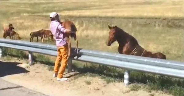 Περαστικοί έσωσαν μικρό άλογο και το επέστρεψαν στη μητέρα του! (Βίντεο)