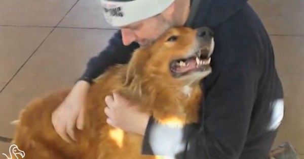 Όταν χαμένα σκυλιά επιστέφουν πίσω στους αγαπημένους τους ανθρώπους. (Βίντεο)