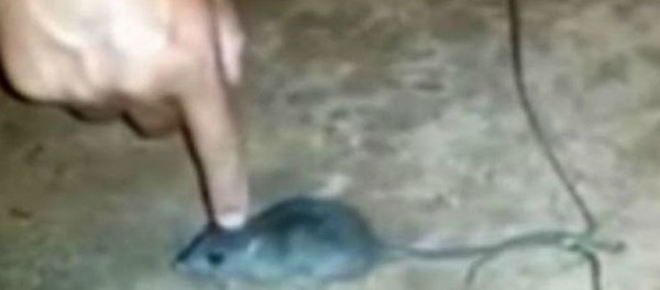 Φυλακισμένοι μετέτρεψαν ποντίκι σε ντίλερ ναρκωτικών (Βίντεο)