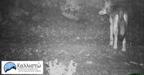 Οι λύκοι επέστρεψαν μετά από 50 χρόνια στην Πάρνηθα! Οι κάμερες κατέγραψαν μια μεγάλη αγέλη που συντηρείται από τα ελάφια της περιοχής (φωτό)…