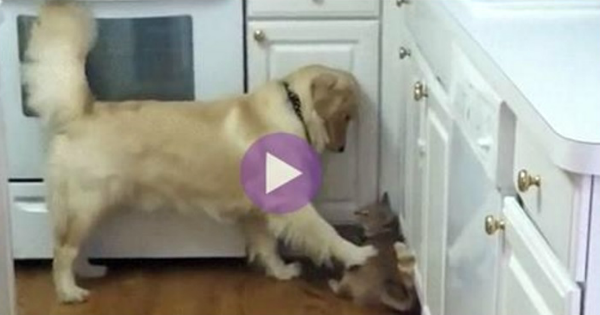 Δείτε την ξεκαρδιστική προσπάθεια ενός σκύλου να παίξει με αυτή τη γάτα. Η αντίδραση της; Αναμενόμενη! (Βίντεο)