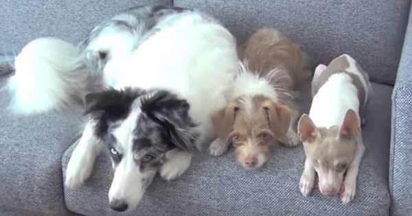 Είπε στα 3 σκυλιά της να κάτσουν το ένα δίπλα στο άλλο. Τώρα δείτε τι κάνει αυτό στα δεξιά! (Βίντεο)