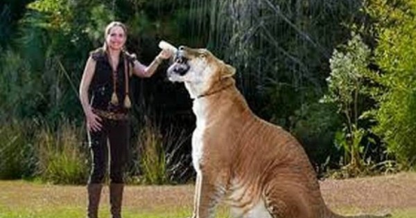 Μοναδικό αιλουροειδές: Διασταύρωση λιονταριού με τίγρη που αποκαλείται «Γίγαντας»! [φωτο]