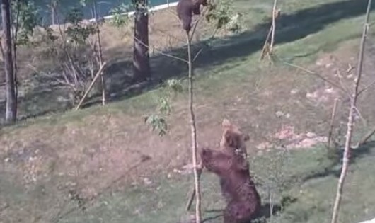 Δείτε τι κάνει μια μαμά αρκούδα για να σώσει το αρκουδάκι της που έχει εγκλωβιστεί (video)