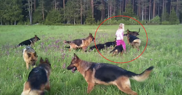 Όταν αυτό το κοριτσάκι έκανε βόλτα σε ένα χωράφι, περικυκλώθηκε από 14 τεράστια σκυλιά… (Βίντεο)
