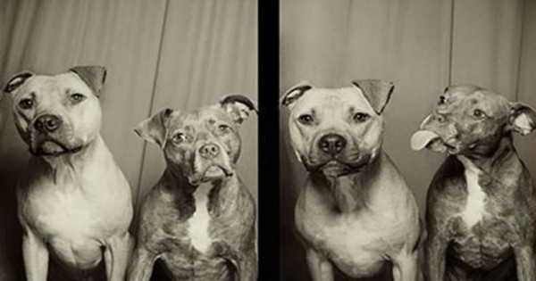 10 απίθανες φωτογραφίσεις σκύλων σε φωτογραφικό θάλαμο