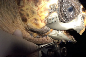 Τραυματισμένη θαλάσσια χελώνα απέκτησε τεχνητό σαγόνι (Βίντεο)