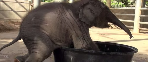Όταν η μαμά ελεφαντίνα αναλαμβάνει δράση! (Βίντεο)