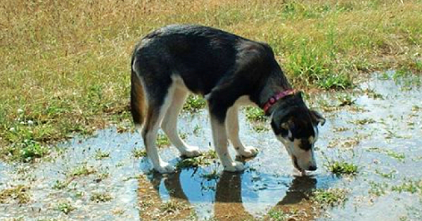Σκύλος πέθανε επειδή ήπιε νερό από μια λακκούβα. Όλοι οι ιδιοκτήτες κατοικιδίων πρέπει να δώσουν μεγάλη προσοχή σε ΑΥΤΟ (Βίντεο)